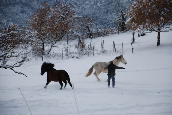 Chevaux